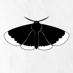 How-to-Draw-a-Simple-Moth-in-Simple-Step-by-step-guide