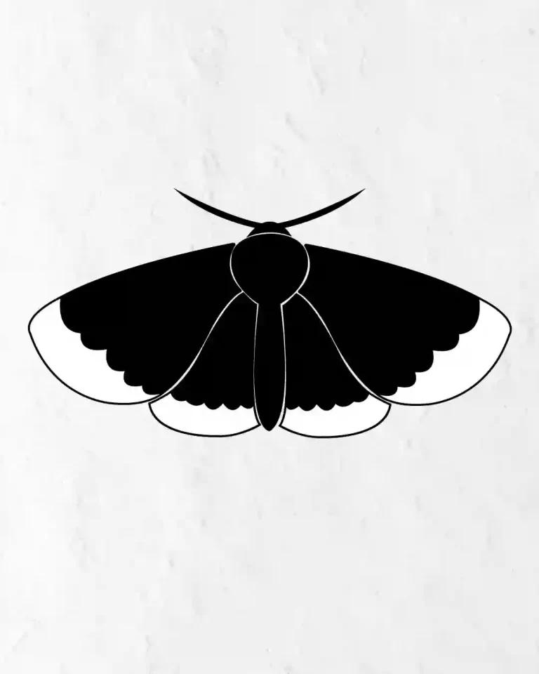 How-to-Draw-a-Simple-Moth-in-Simple-Step-by-step-guide