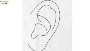 Read more about the article How to Draw Ear in Simple and easy steps