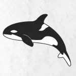 how-to-draw-orca-in-simple-and-easy-step-by-step-guide