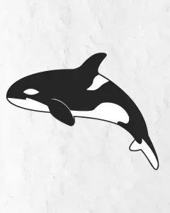 Read more about the article How to Draw Orca in Simple and easy step by step guide