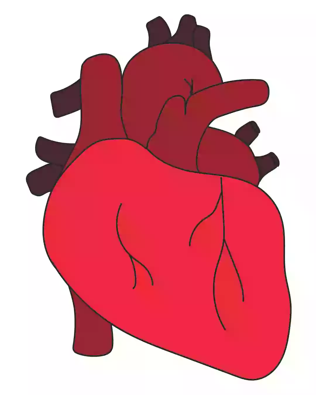 Real Anatomical Human Heart Drawing Art Print by Aaron-H | Society6-saigonsouth.com.vn