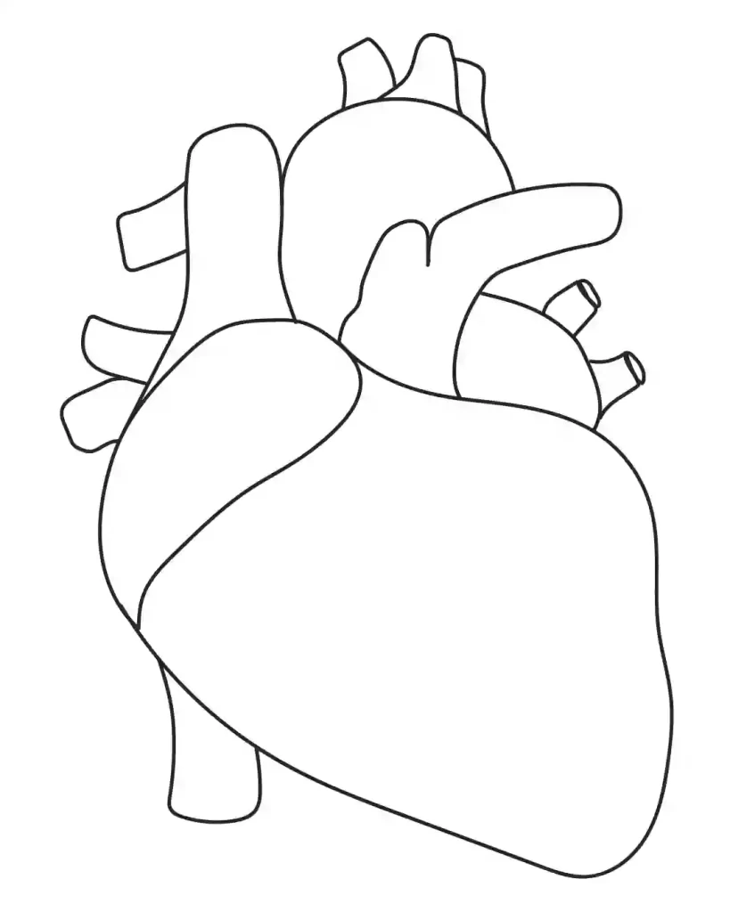 How To Draw Human Heart In Simple Steps