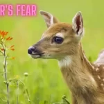 The-Deer's-Fear