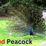 Proud-Peacock