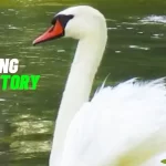 Singing-Swan