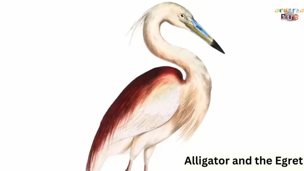 Alligator-and-the-Egret