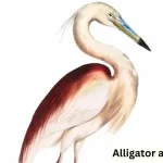 <strong>The Alligator and the Egret: An Animal Story</strong>