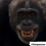 Chimpanzee-and-the-Gorilla