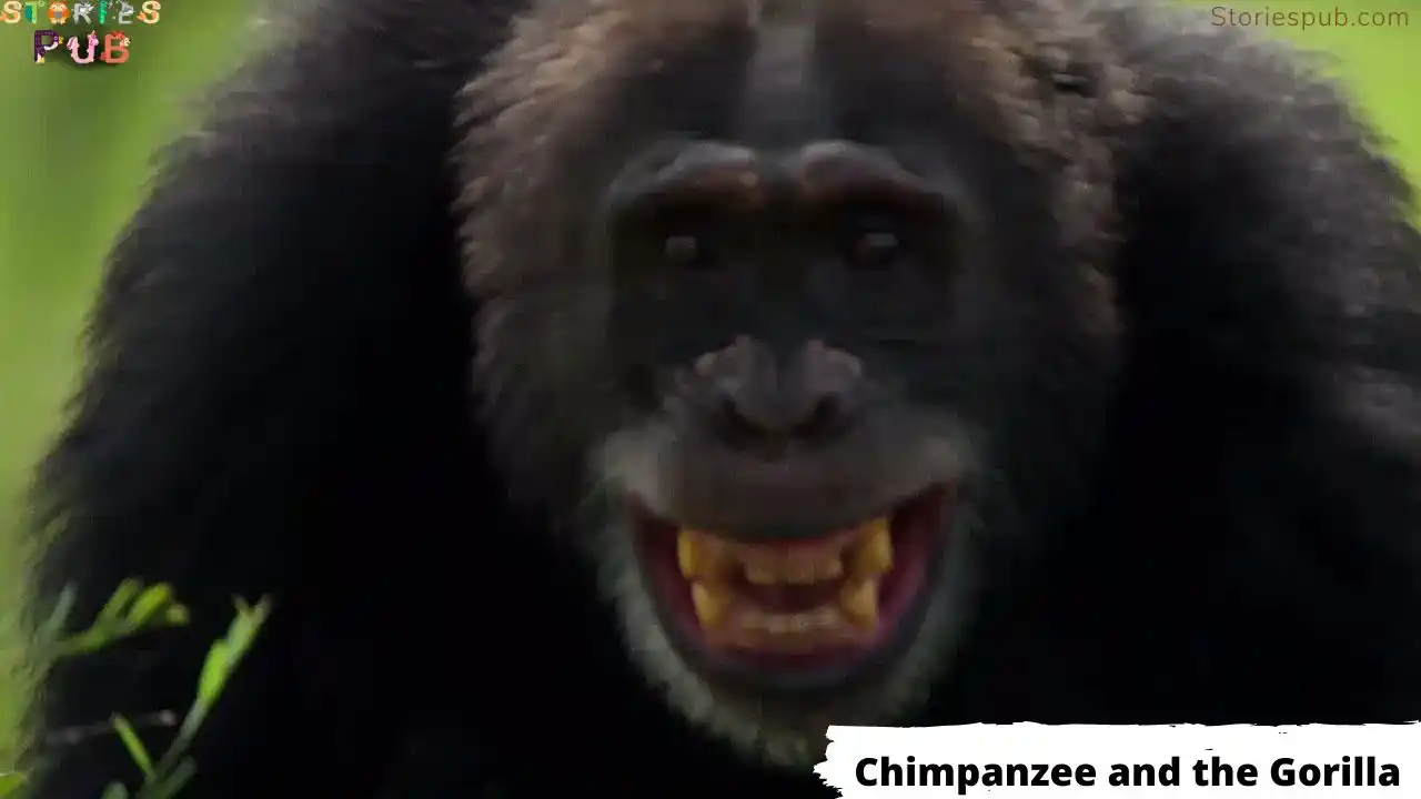 Chimpanzee-and-the-Gorilla