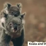 Koala-and-the-Kangaroo