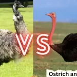 Ostrich-and-the-Emu