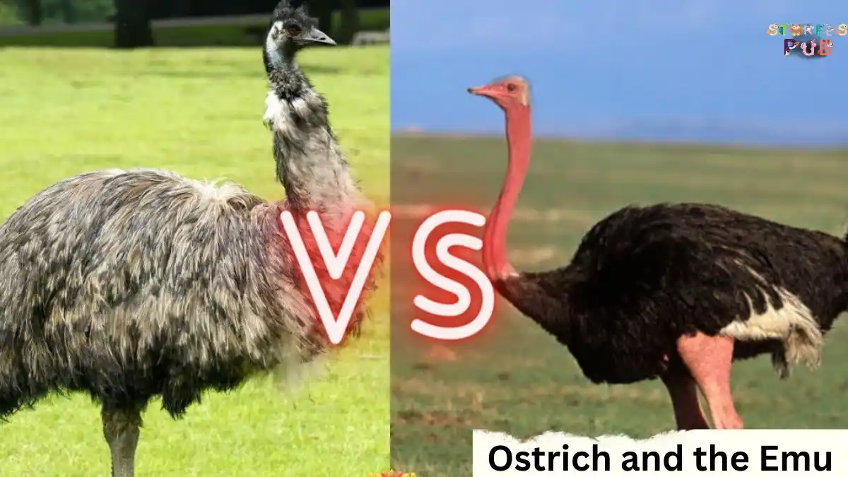 Ostrich-and-the-Emu