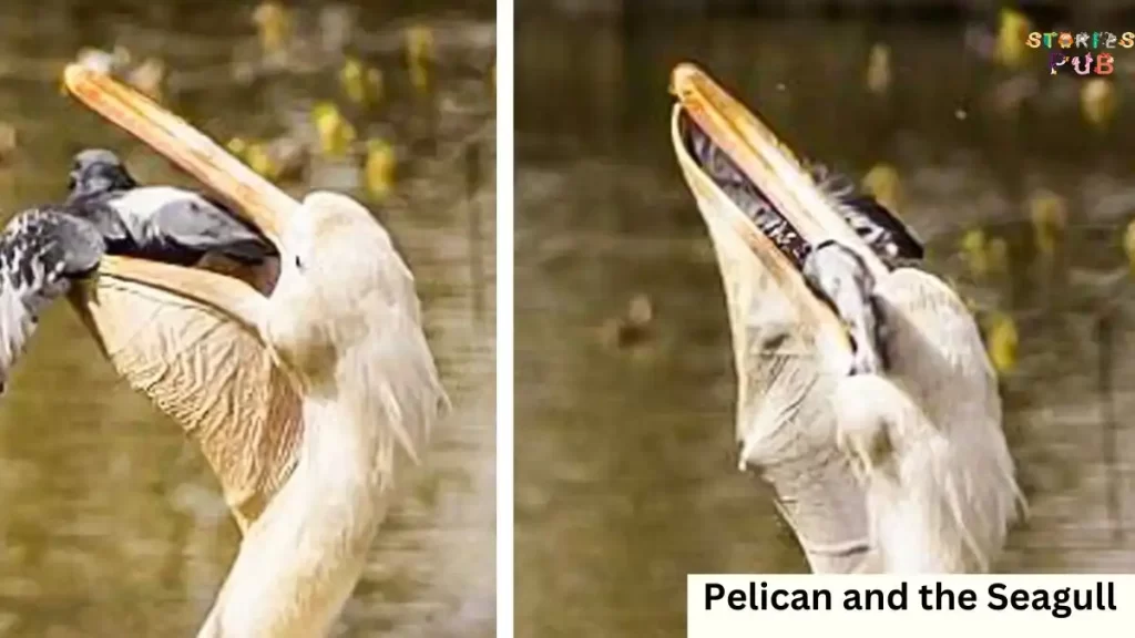 Pelican-and-the-Seagull