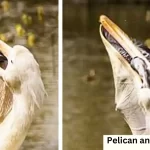 <strong>The Pelican and the Seagull: An Animal Story</strong>