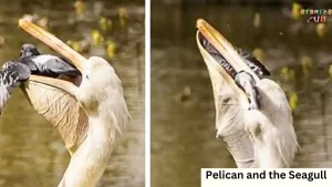 Read more about the article <strong>The Pelican and the Seagull: An Animal Story</strong>