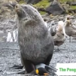 Penguin-and-the-Seal