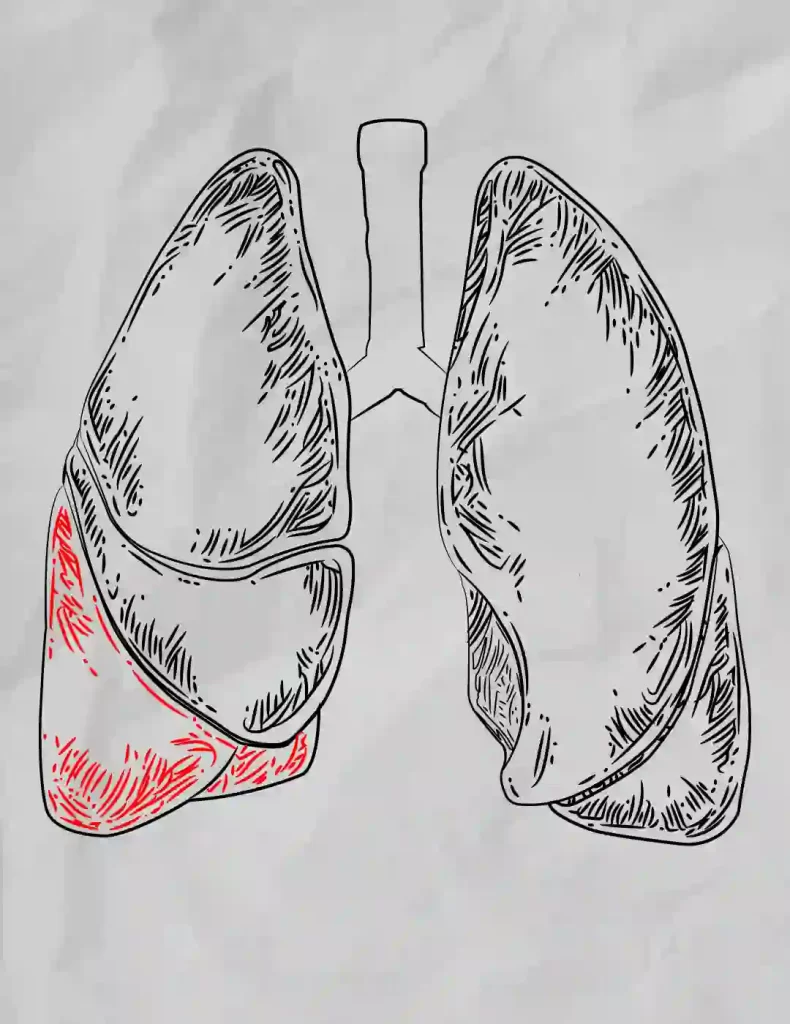 How-To-Draw-The-Lungs 