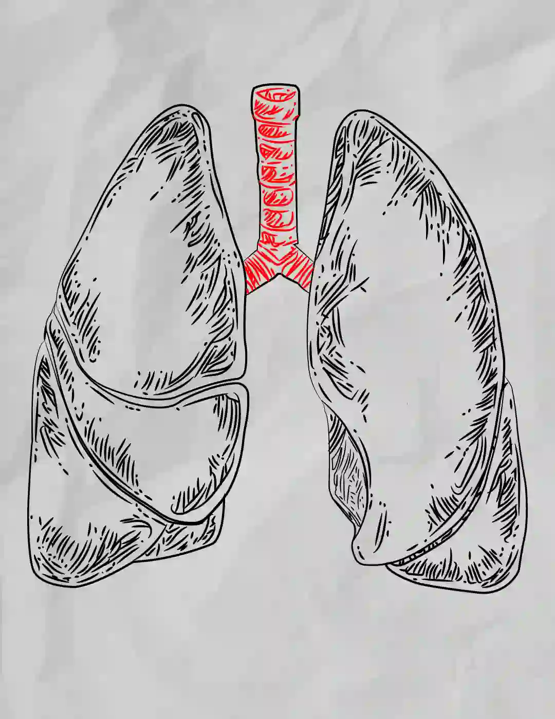 Lungs drawing Vectors  Illustrations for Free Download  Freepik