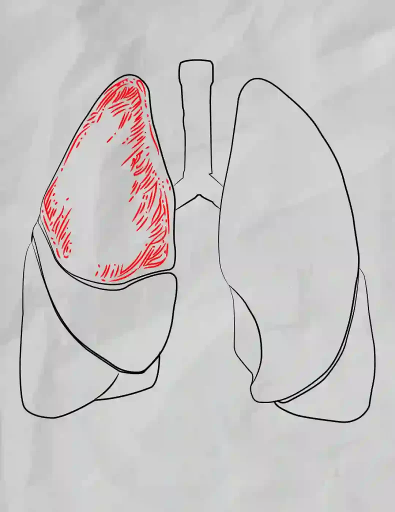 How-To-Draw-The-Lungs 