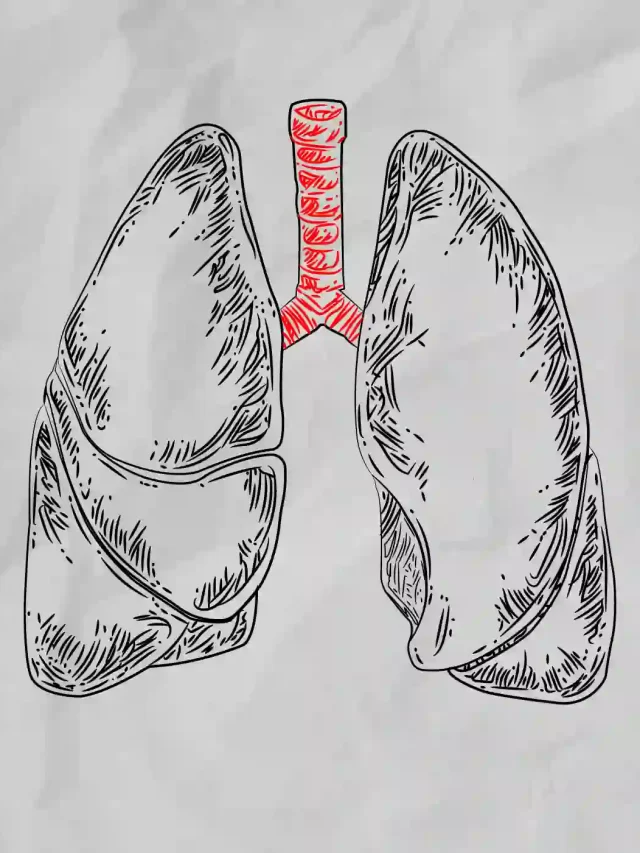 How-To-Draw-The-Lungs