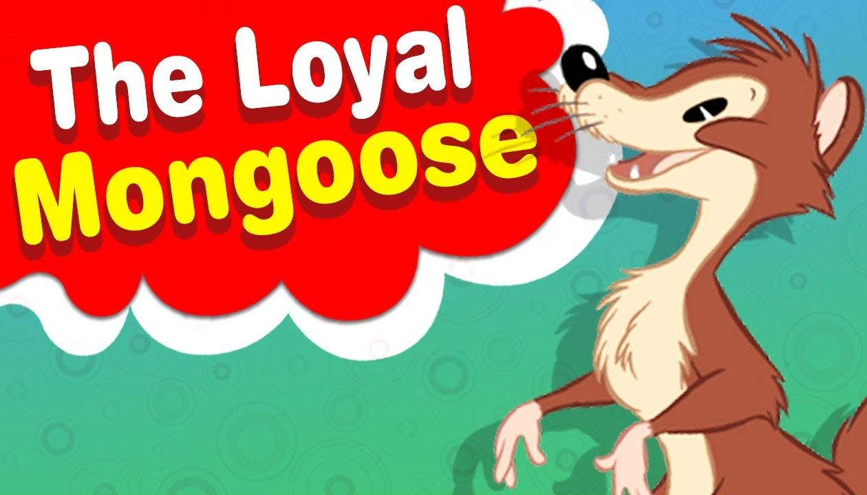 loyal-mongoose-story