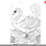 swan-coloring-pages