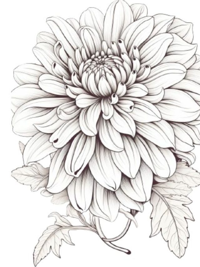 Dahlia coloring Pages For Kids & Adults | Free Printables