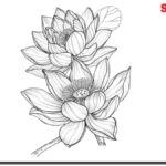 Lotus-Coloring-Pages